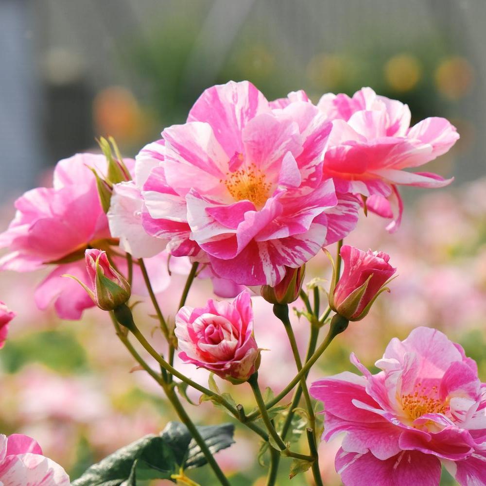 The King's Rose bred by David Austin pink and white stripe