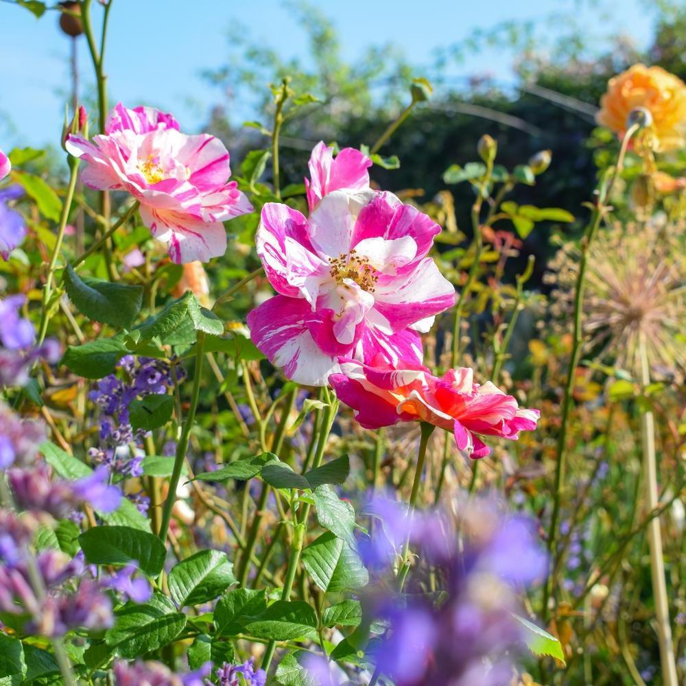 The King's Rose
