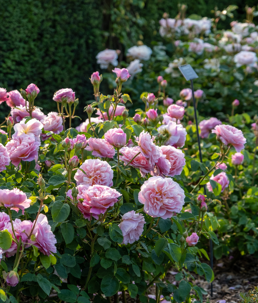 Growing Pink Roses The Basics of Growing Roses | David Austin