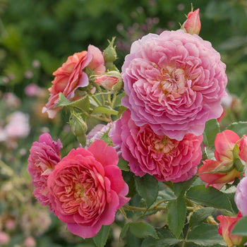 English Roses