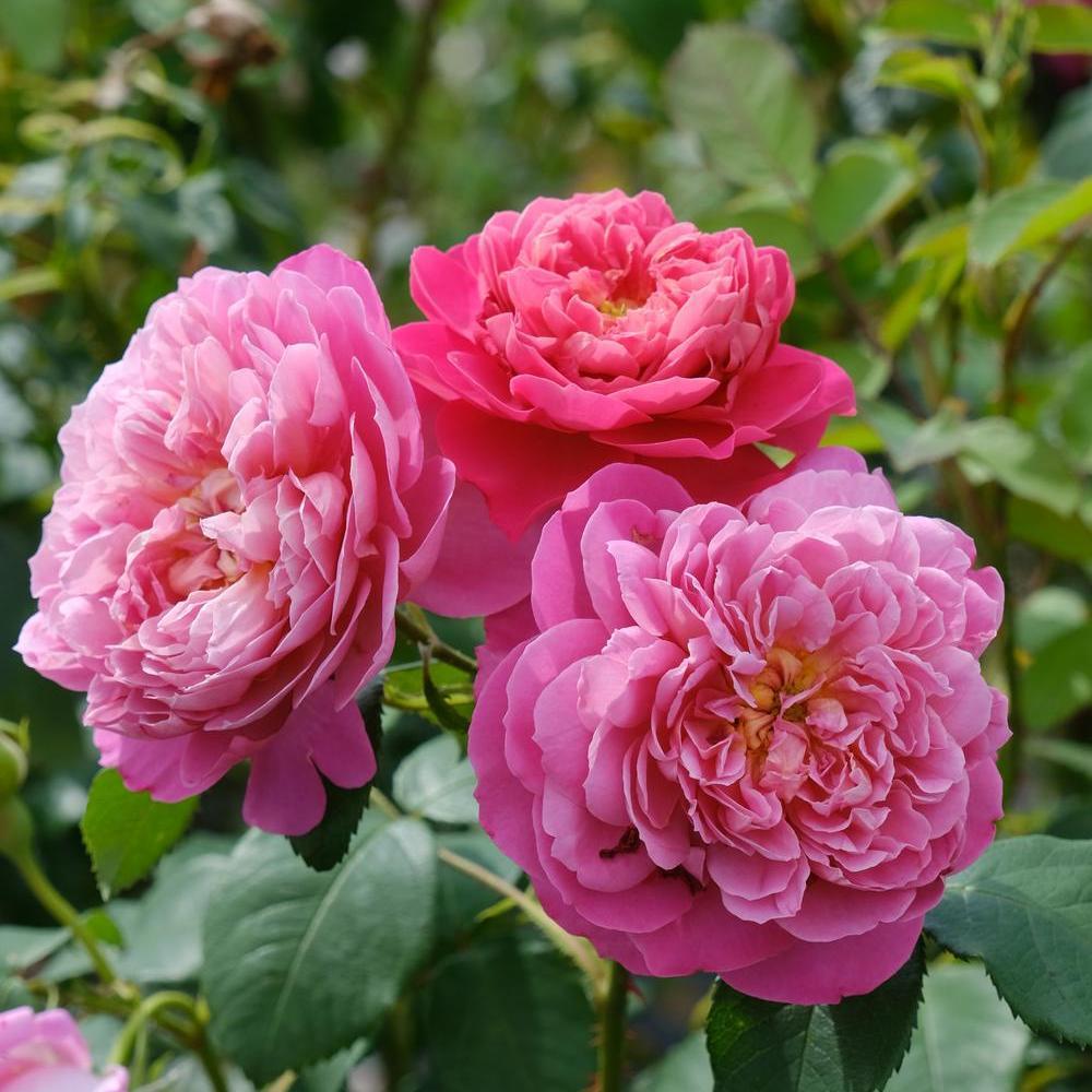 Rosy Monster ガーデンワンピース　セブンテン チェスティ　ヨリ Emma Bridgewater (Ausb44a16) | English Shrub Rose | David Austin Roses