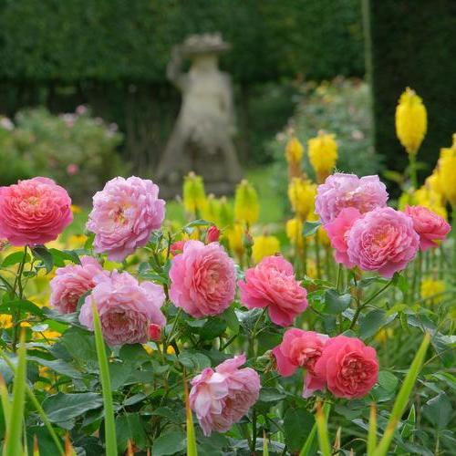 One Year On: Emma Bridgewater® (Ausb44a16) - from Chelsea to your gard