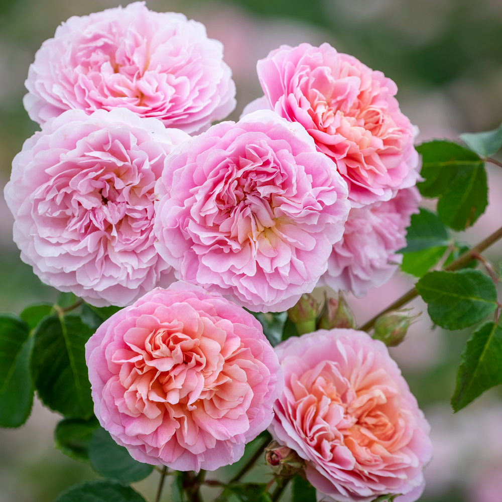 Eustacia Vye pink apricot rose bred by David Austin bloom shot