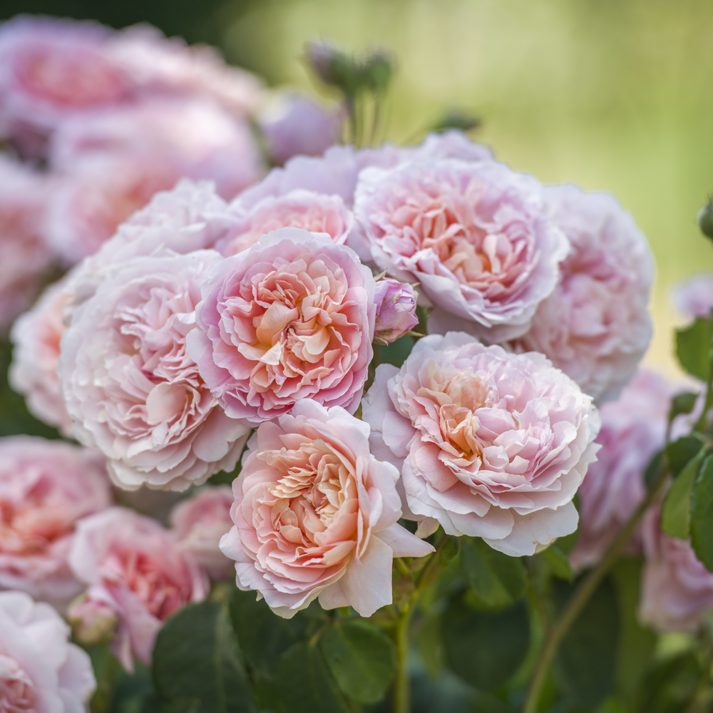 Graham Thomas | English Shrub Rose | David Austin Roses