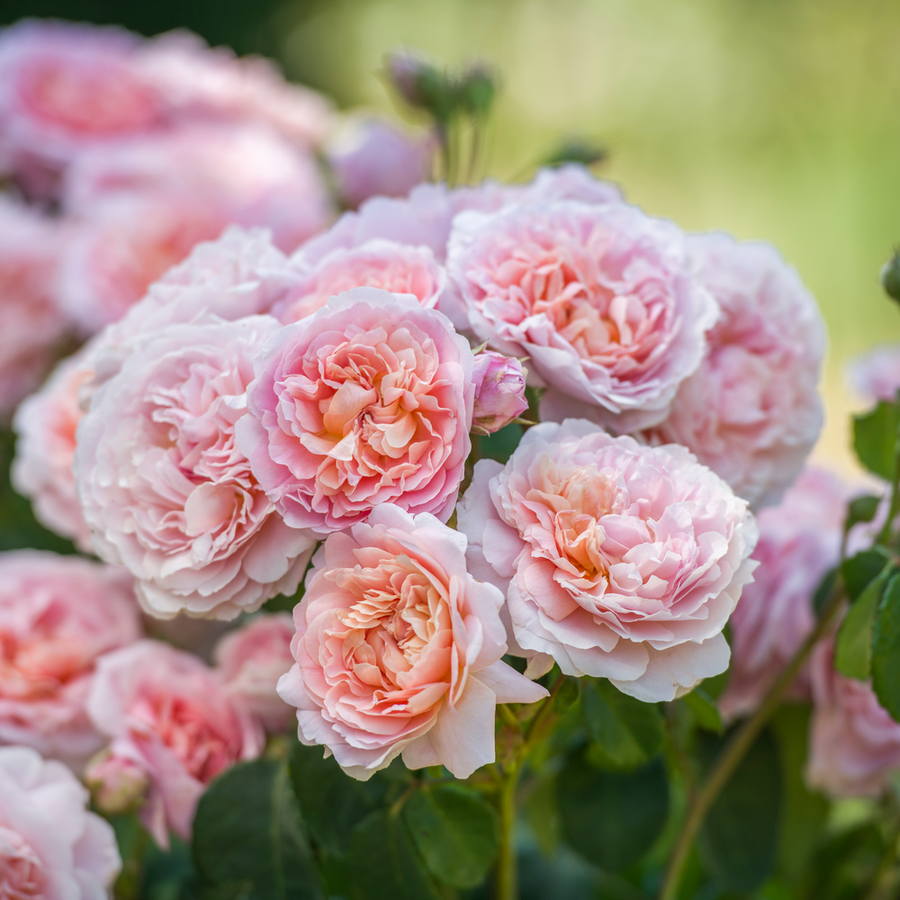 English Spring Roses English Roses - David Austin Roses
