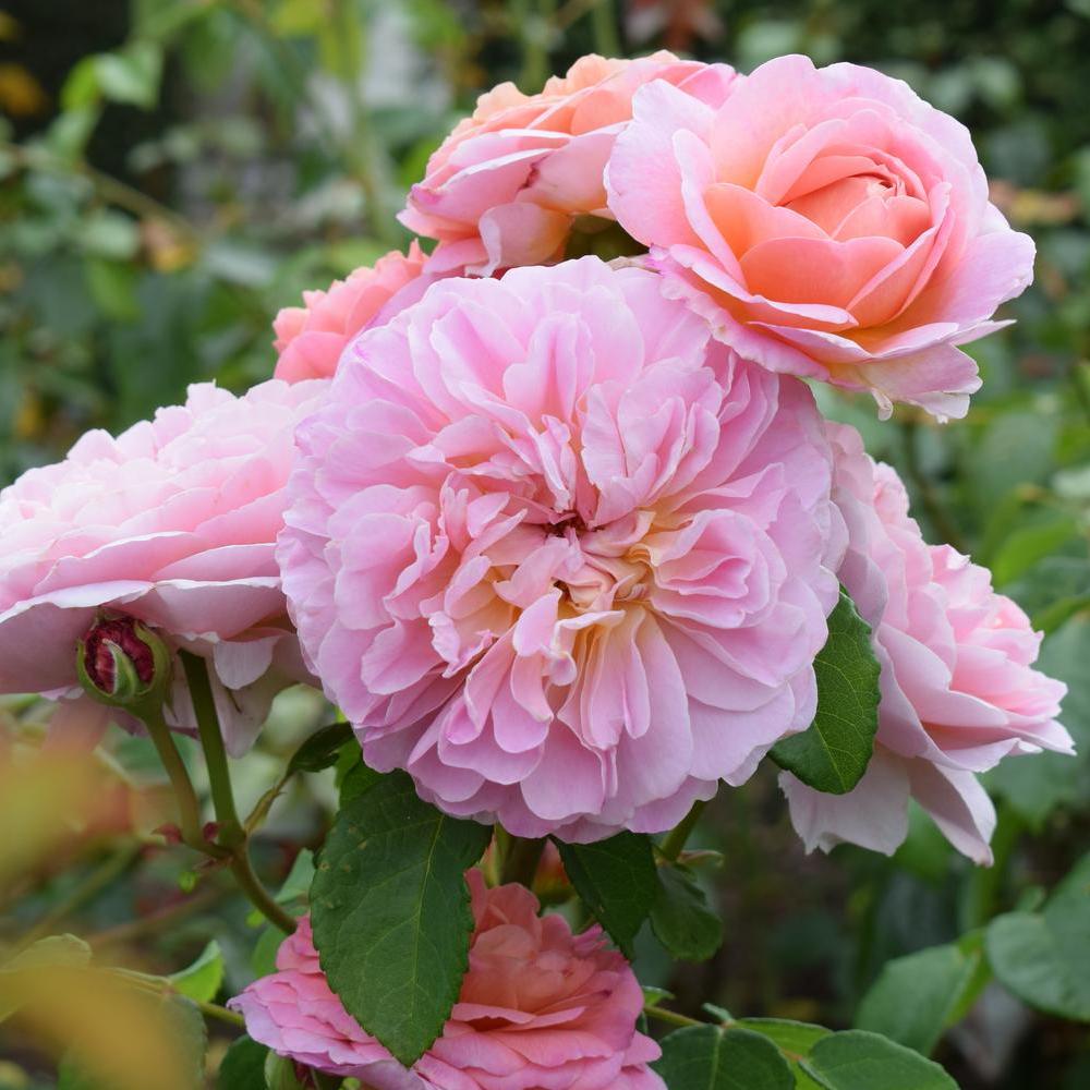 Explore our new rose collections: Perfect for every garden