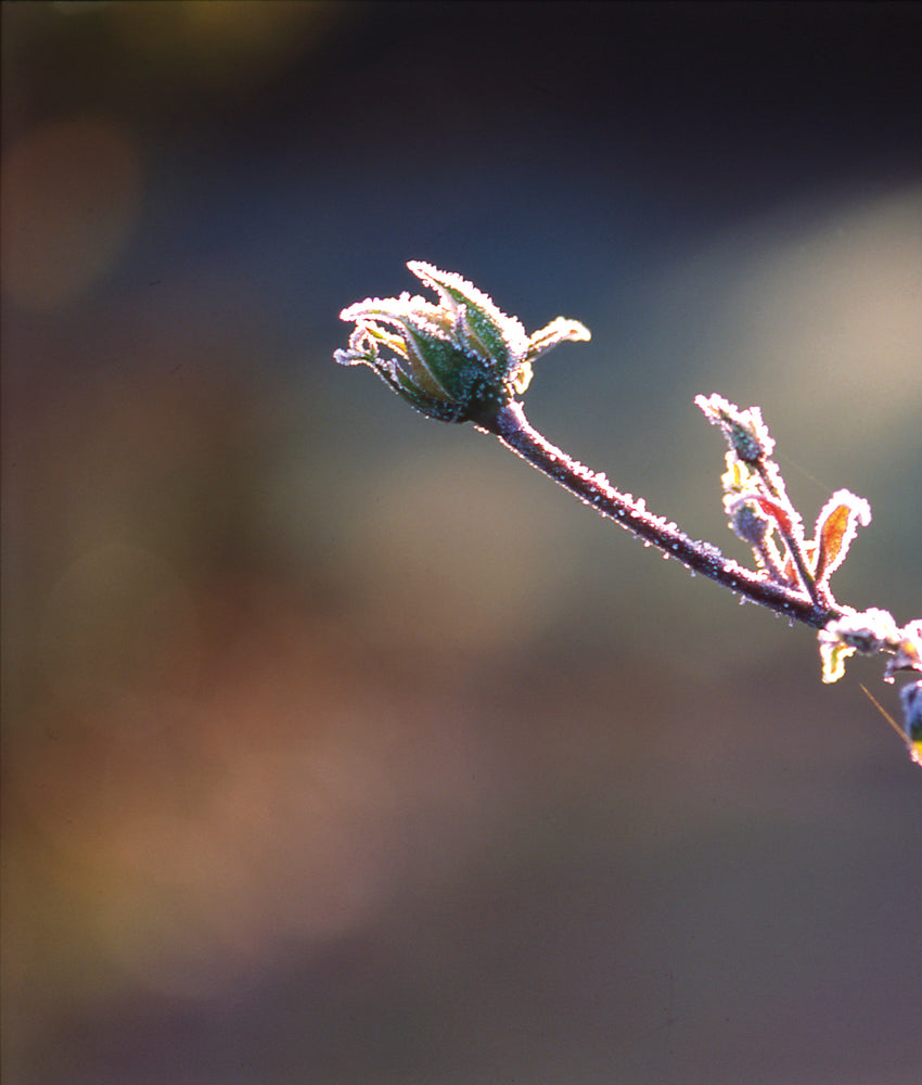 Roses In Winter Winter rose care: essential tips for roses