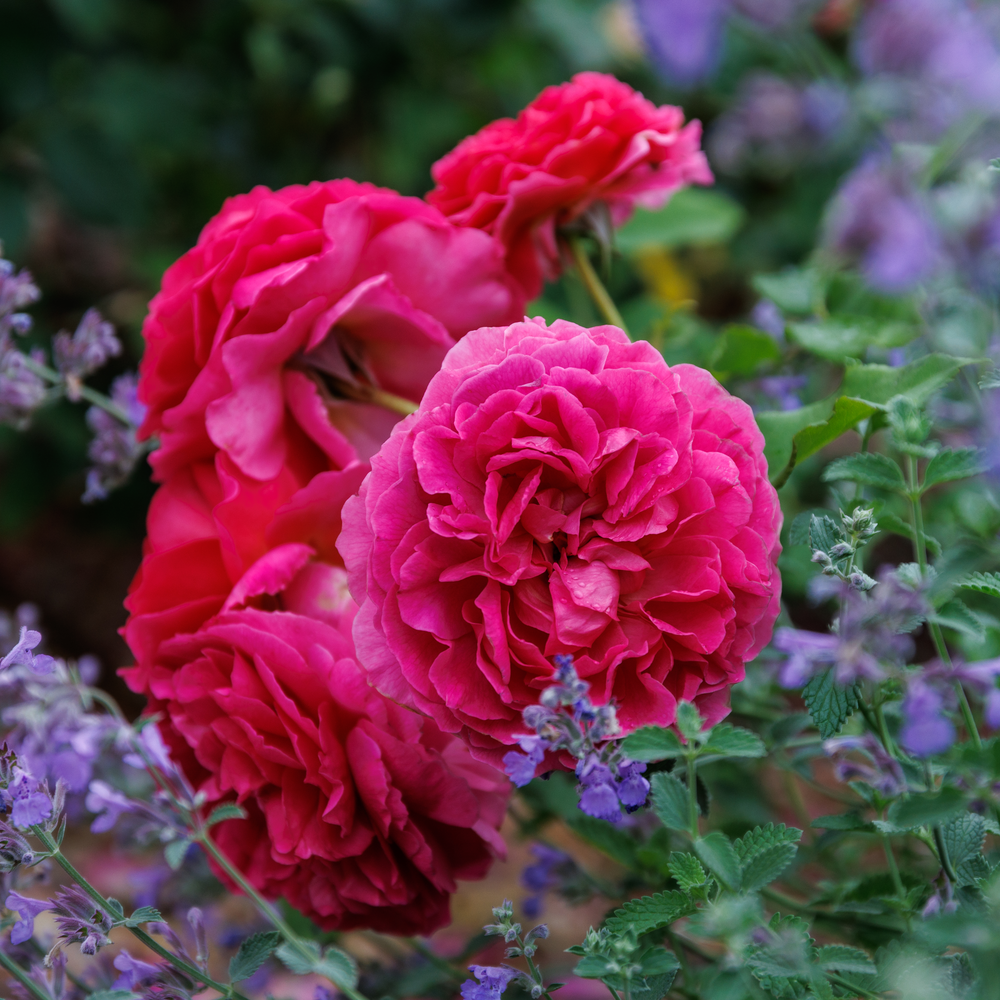 Gabriel_Oak_pink rose bred by David Austin with purple companion plants