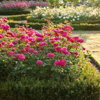 Gabriel_Oak pink rose bred by David Austin