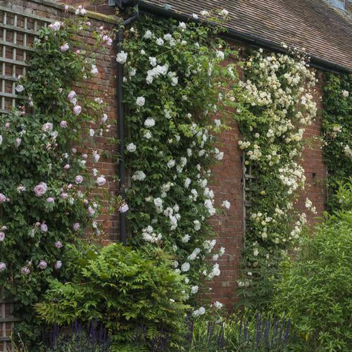 climbing roses all on a wall