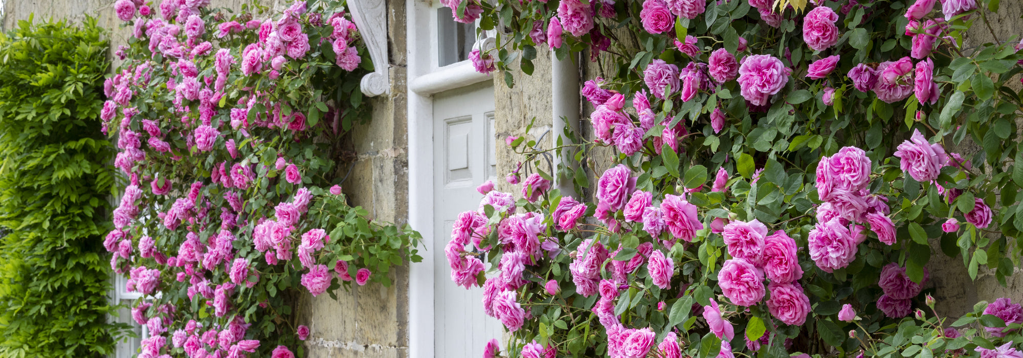 Gertrude Jekyll climbing rose bred by David Austin