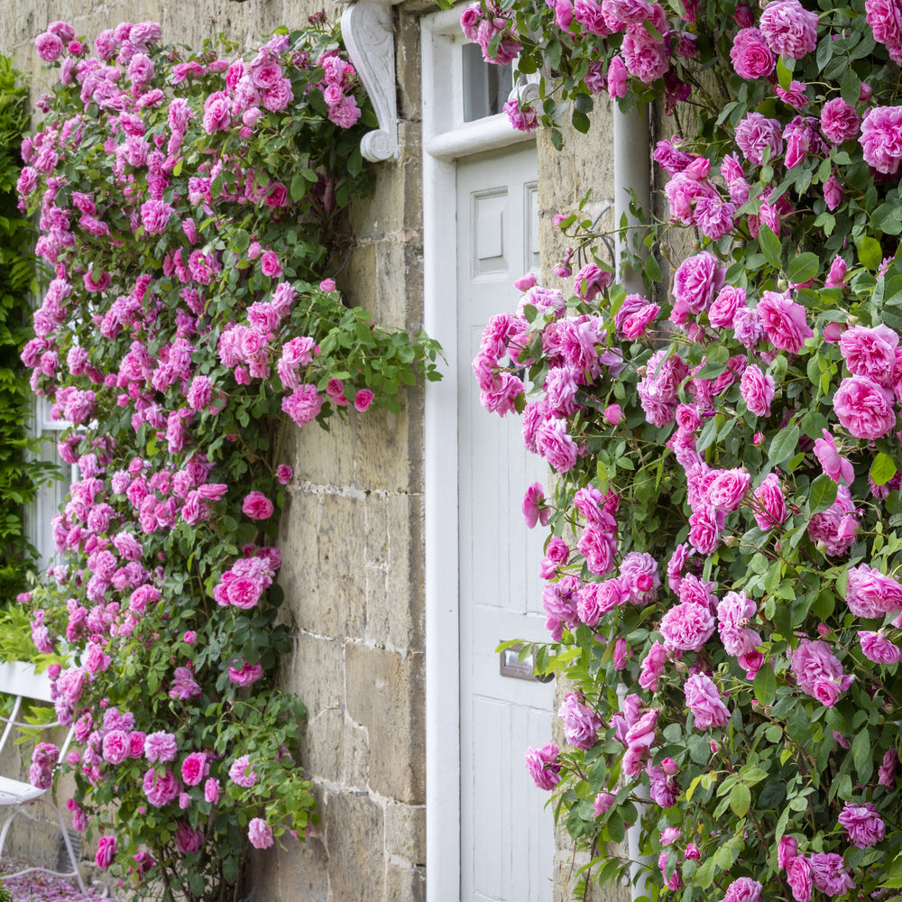 Gertrude Jekyll climbing rose bred by David Austin