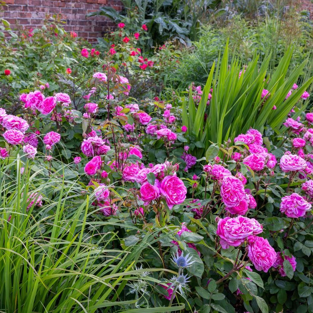 Gertrude_Jekyll by David Austin in a border with grasses