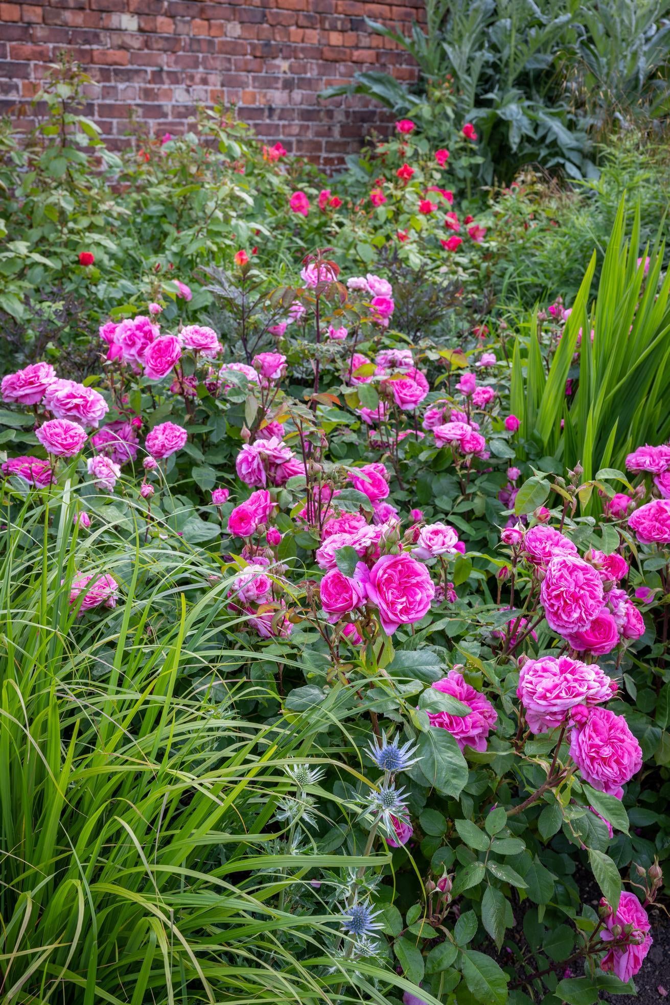Gertrude Jekyll pink English rose bred by David Austin in a boarder
