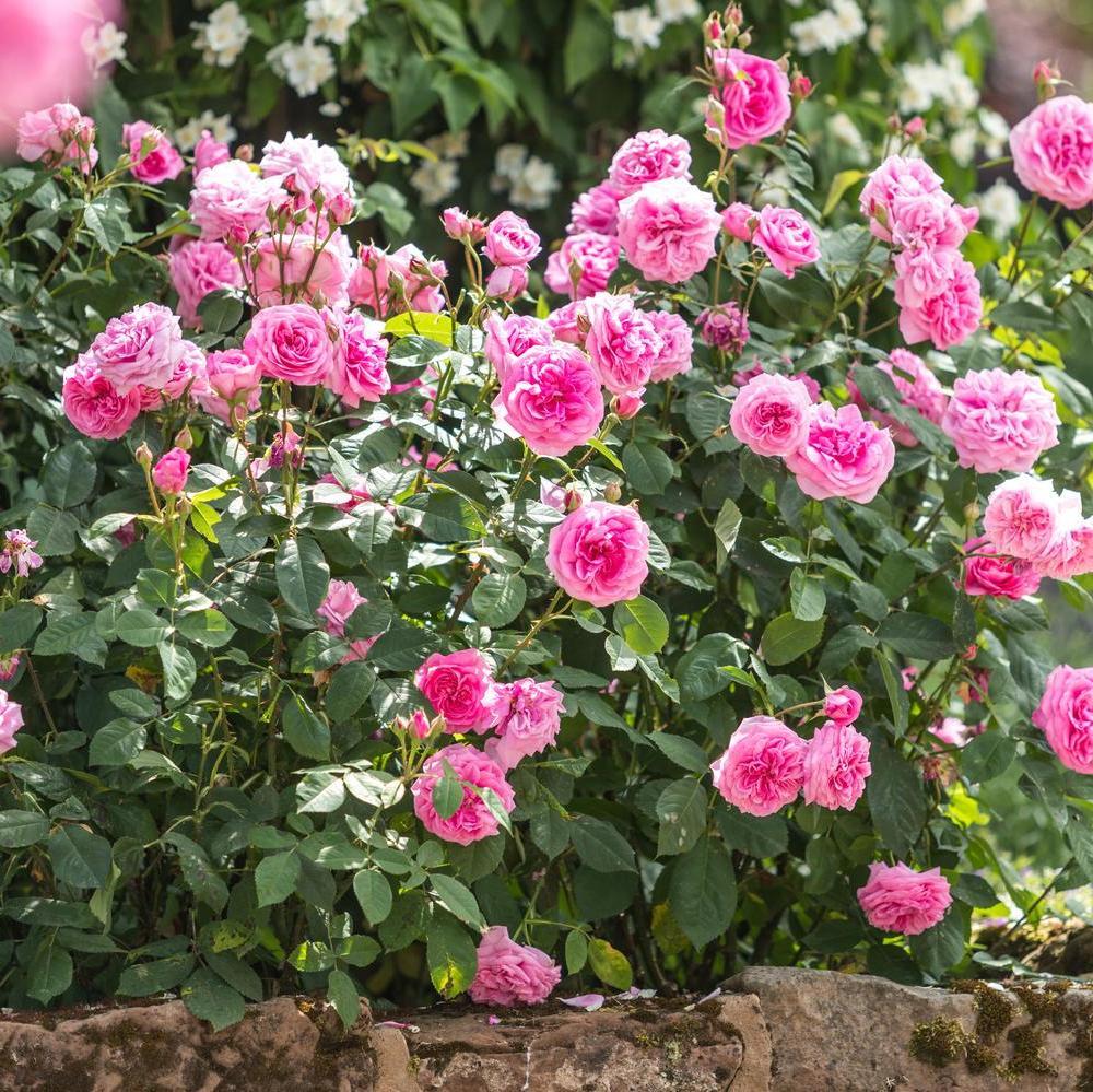 Gertrude Jekyll® (Ausbord): The World's Favourite Rose | David Austin