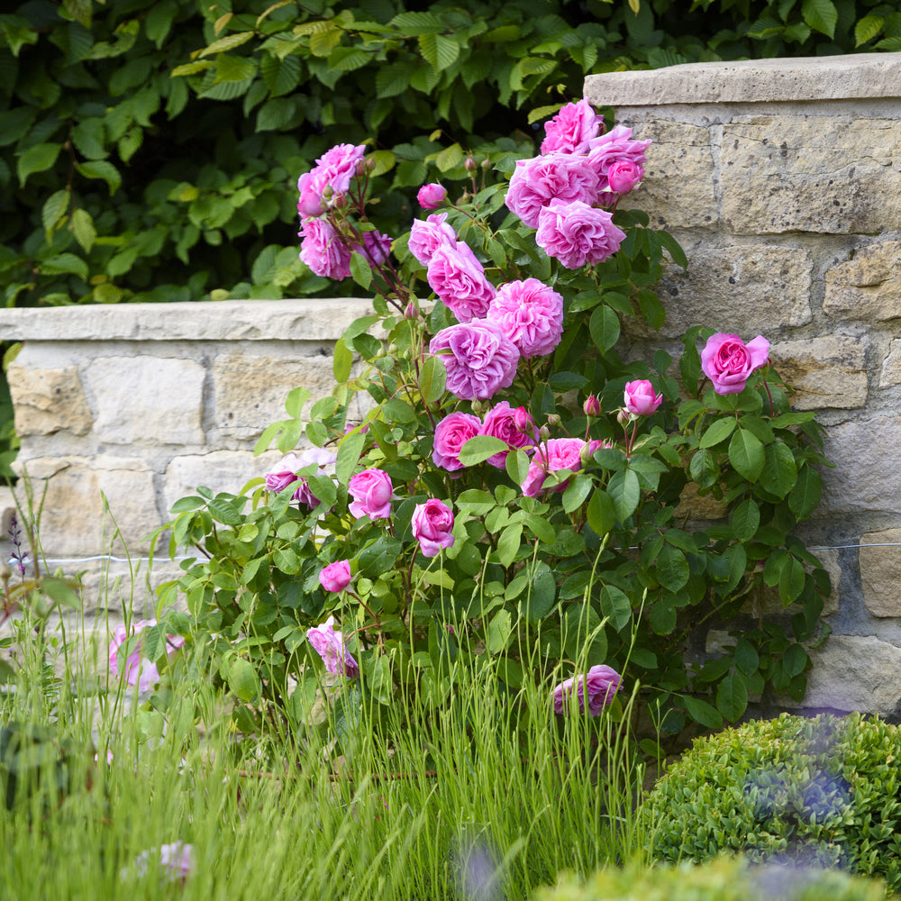 Gertrude Jekyll pink rose bred by David Austin
