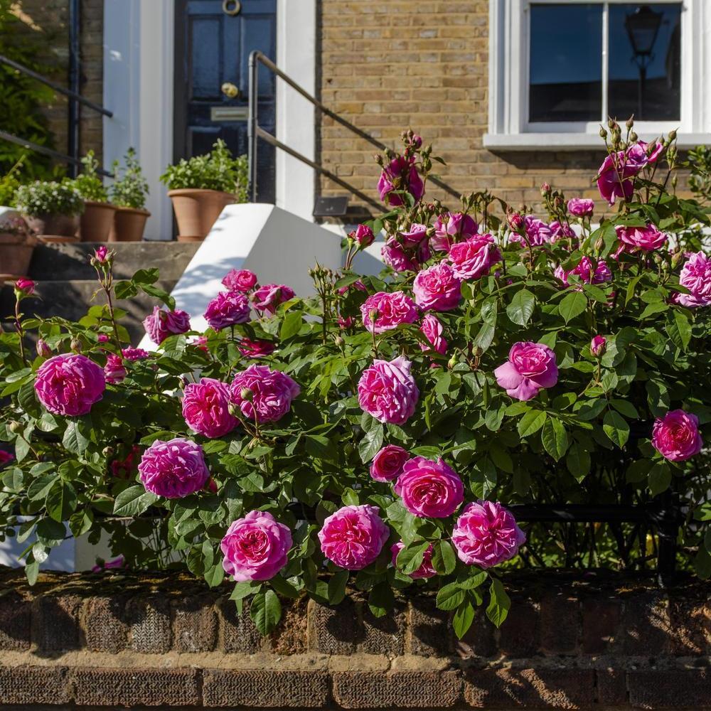Gertrude Jekyll pink English rose bred by David Austin outside a house