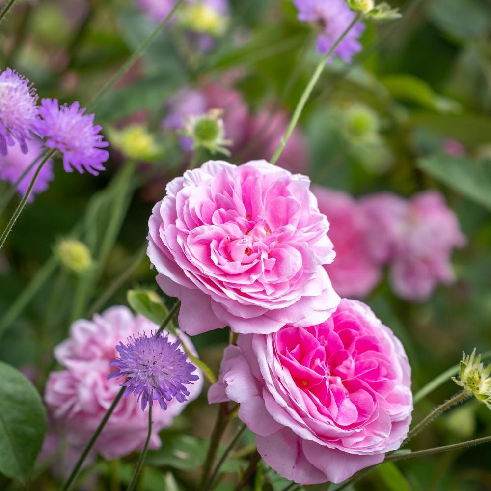 The World's Favourite Rose | David Austin