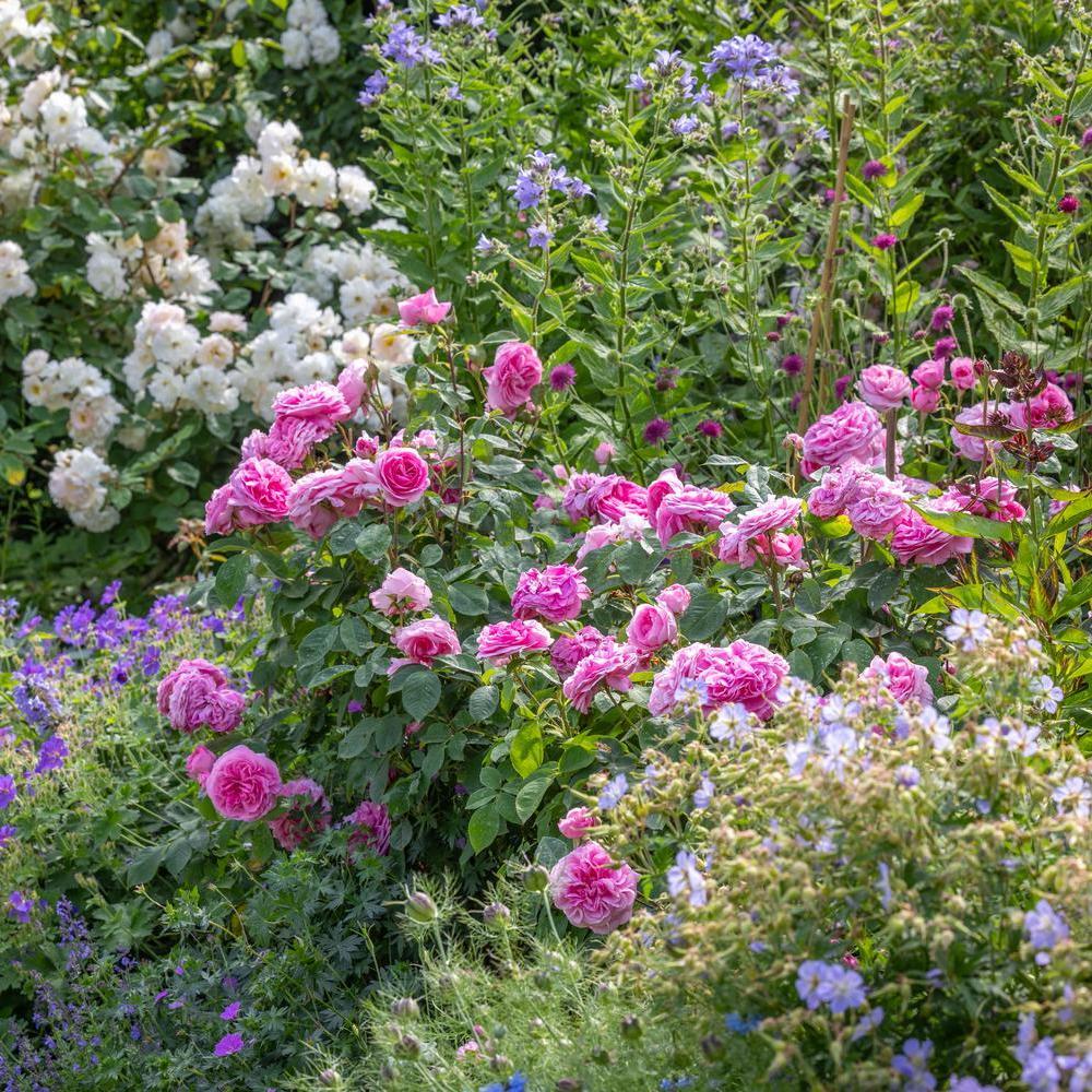 Gertrude Jekyll pink rose bred by David Austin in a border with companion plants