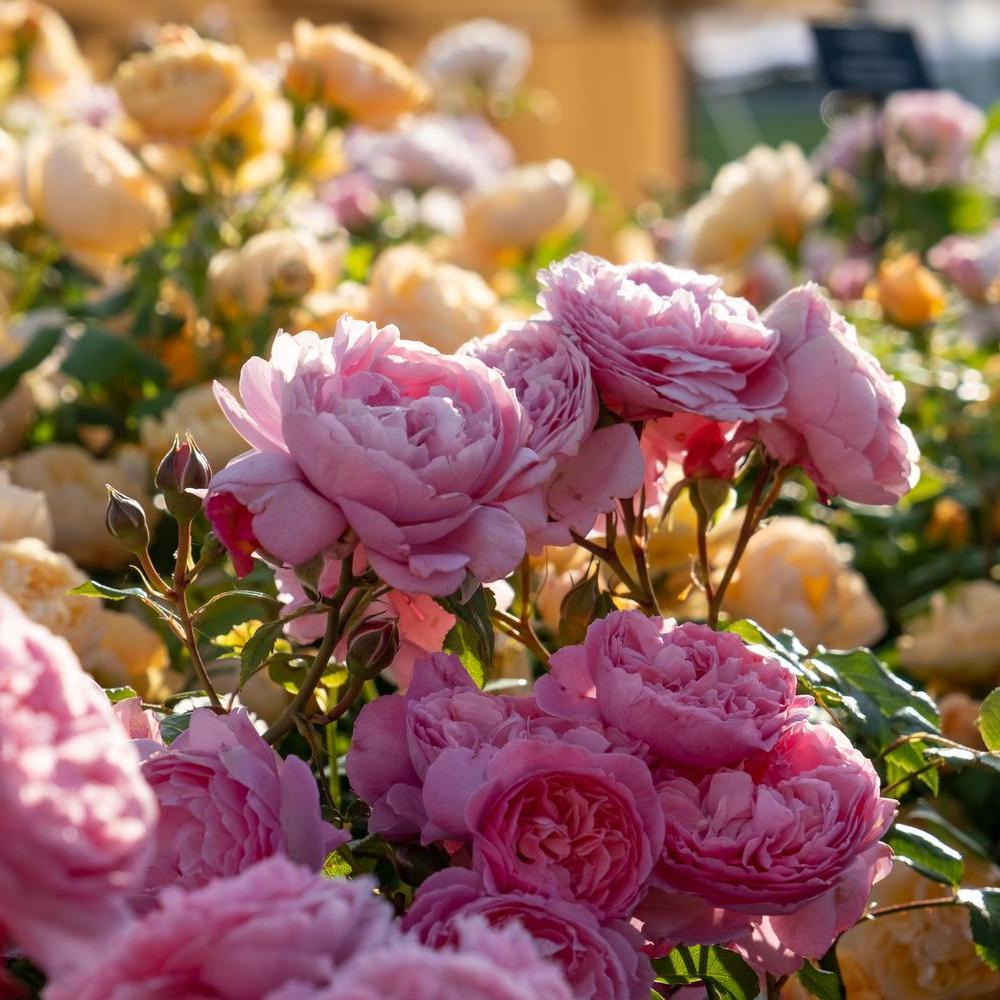 Penelope Lively™