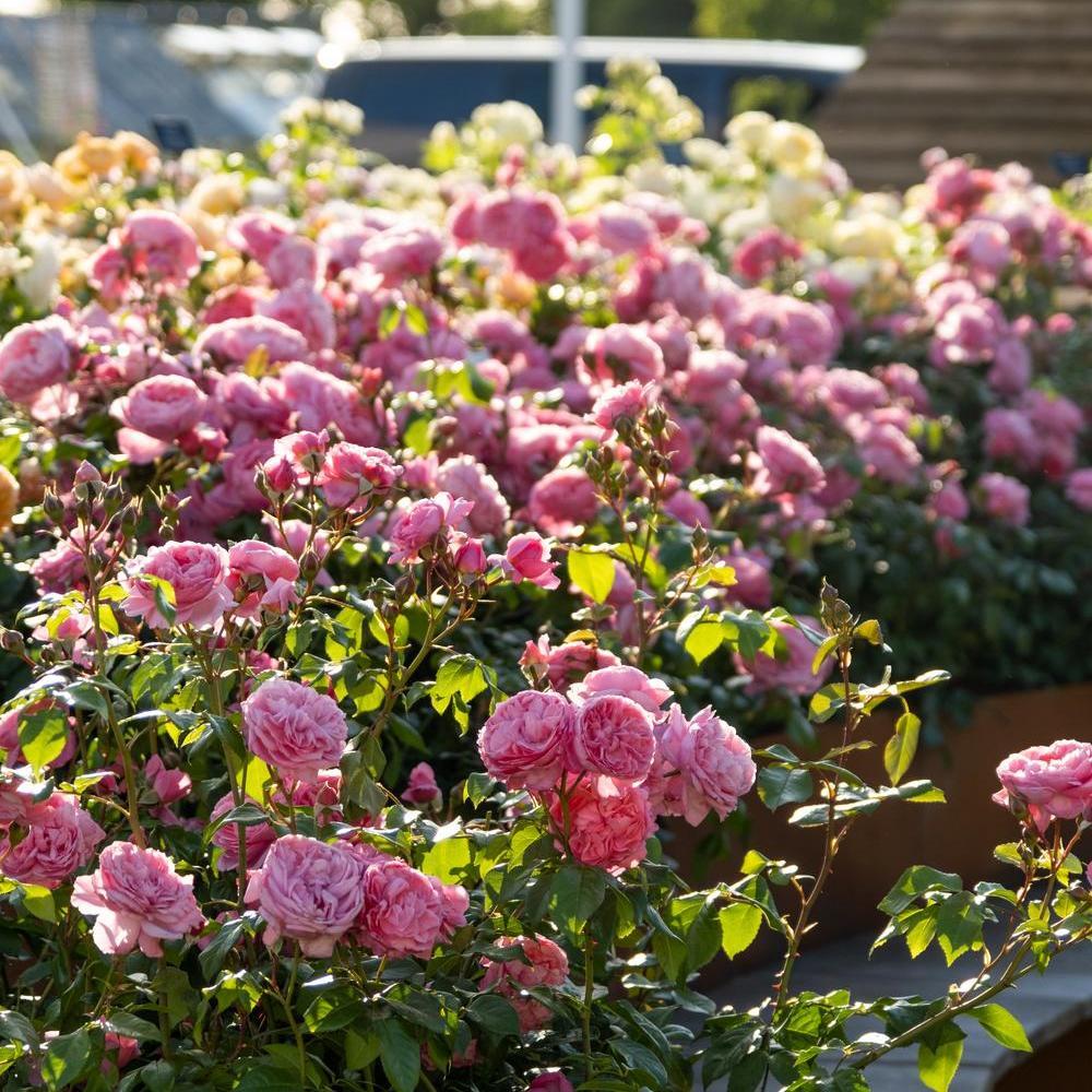 Penelope Lively (Ausb18a15) | English Shrub Rose | David Austin Roses