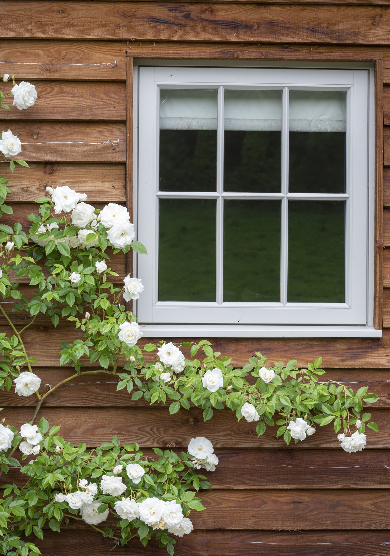 Iceberg_clg white rose growing up a  wooden shed