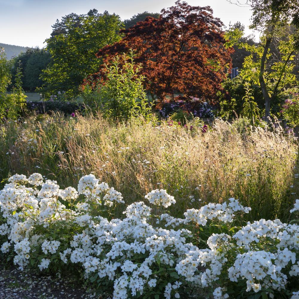 Kew Gardens white English shrub rose planted in a row in a garden setting