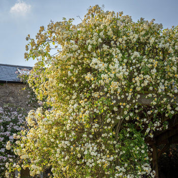 Rambling Roses
