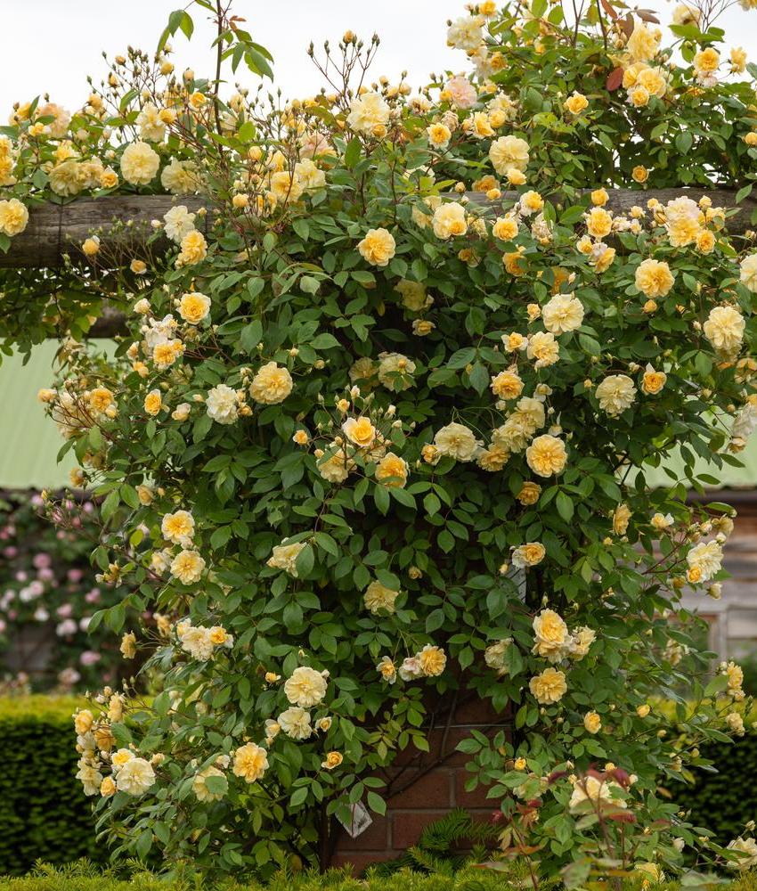 Why grow English roses?