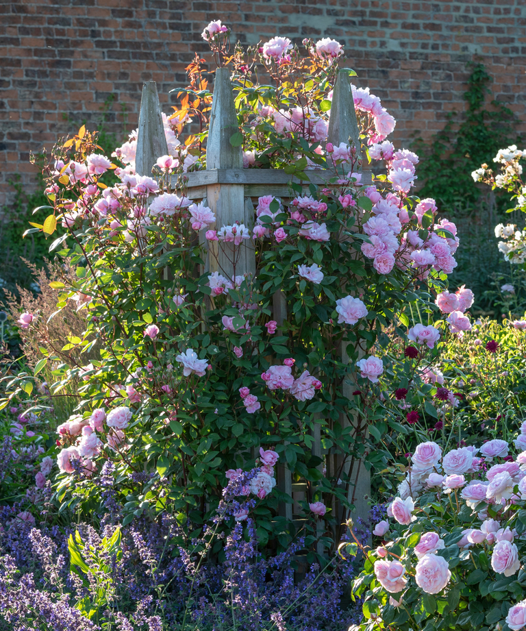 Wht Re David Austin Roses David Austin Roses - Bare root roses, Container roses, English Roses