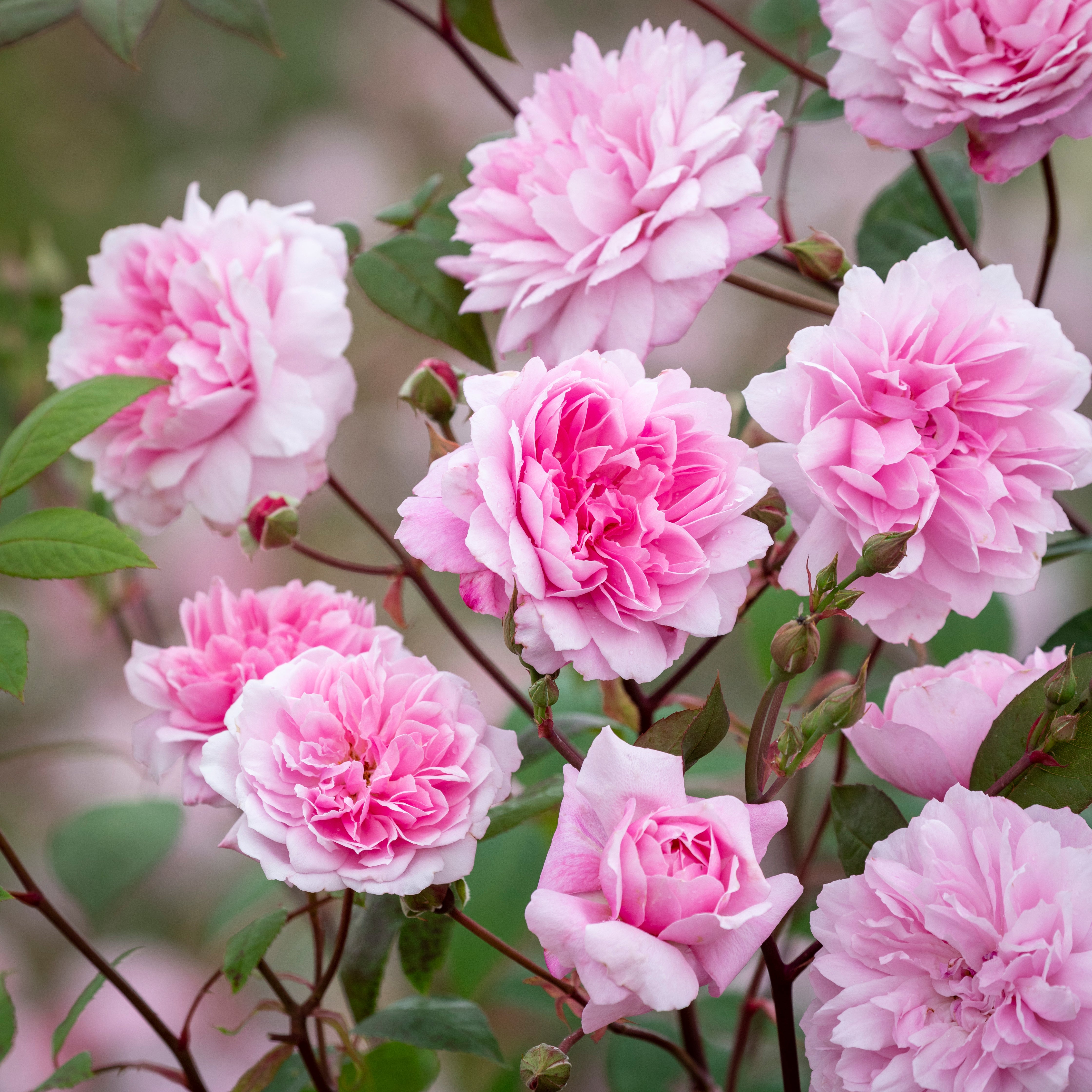 Mary Delany rose bred by David Austin