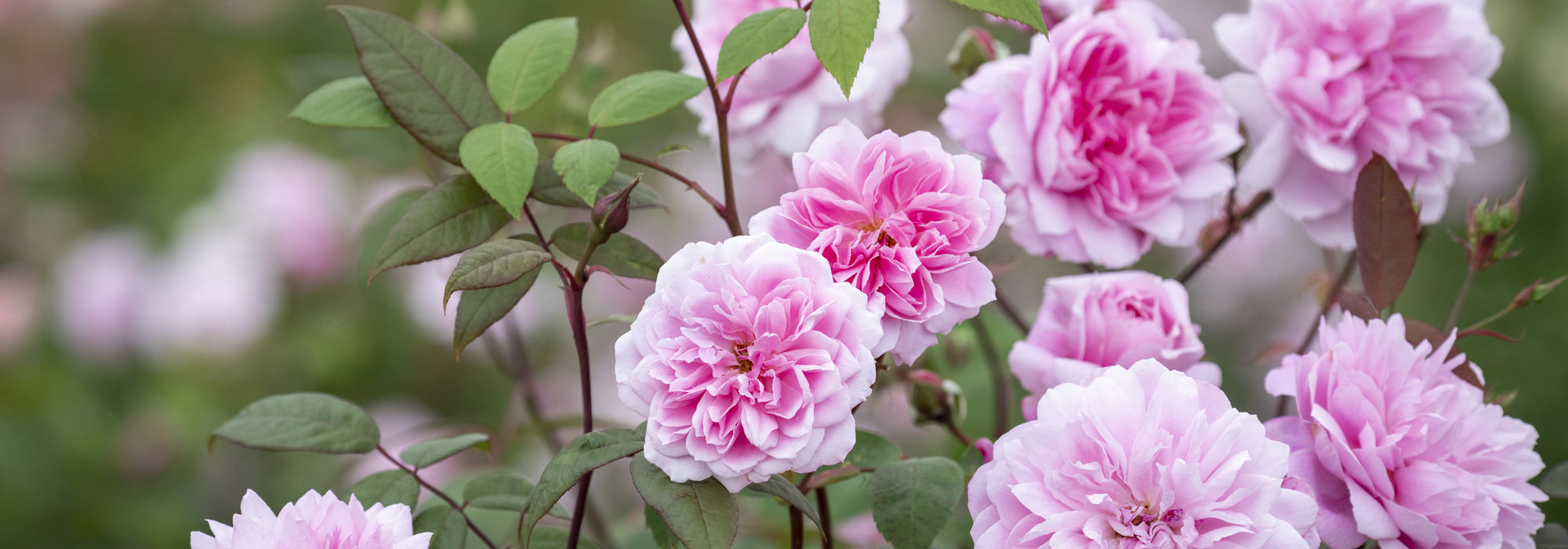 Mary_Delany pink climbing rose bred by David Austin