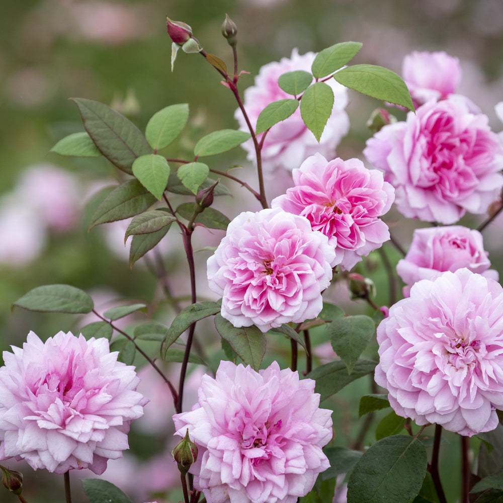 Mary_Delany pink climbing rose bred by David Austin