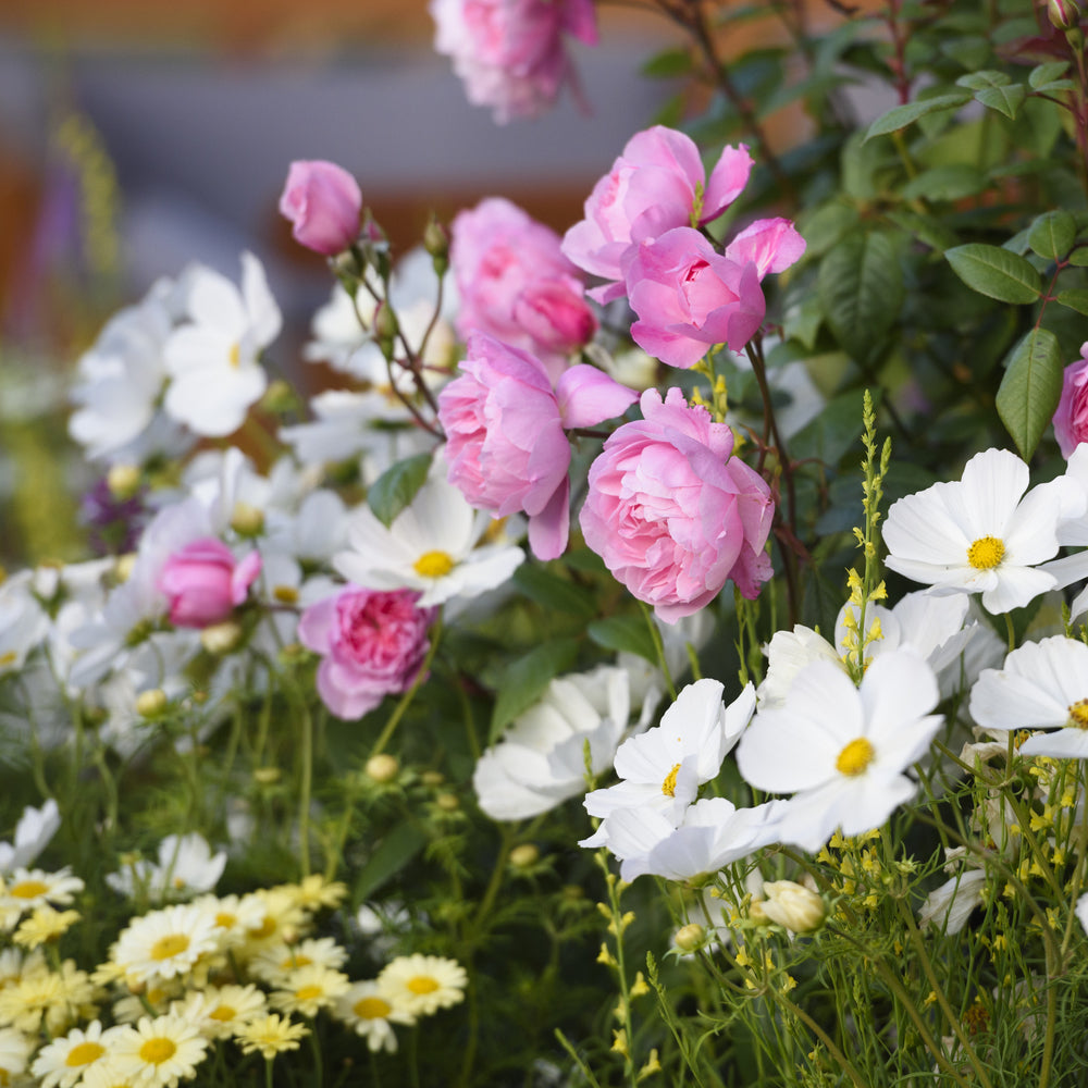Mary Delany rose bred by David Austin