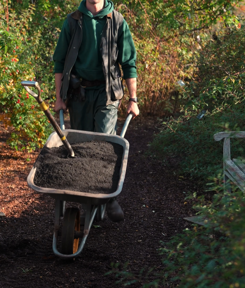 A gardener wheels a large wheelbarrow full of compost with a spade into along a garden path, passing a bench