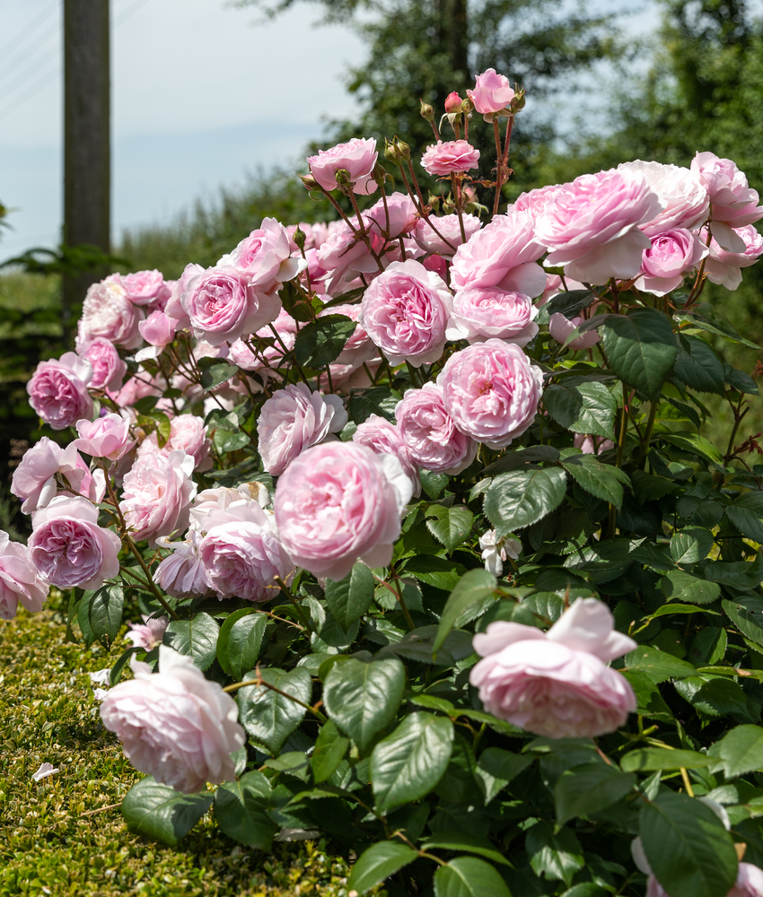ENGLISH ROSES ，OLD ROSES，ROSE BIBLE Found these growing in an old English rose garden [OC] : r⁄flowers