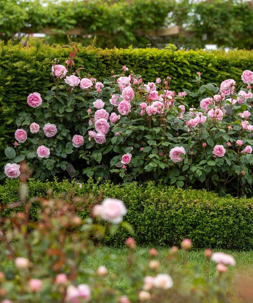 How to use Olivia Rose Austin® (Ausmixture) in different garden styles