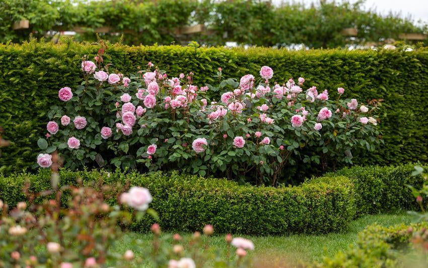 Olivia_Rose_Austin pink rose bed by David Austin in a border