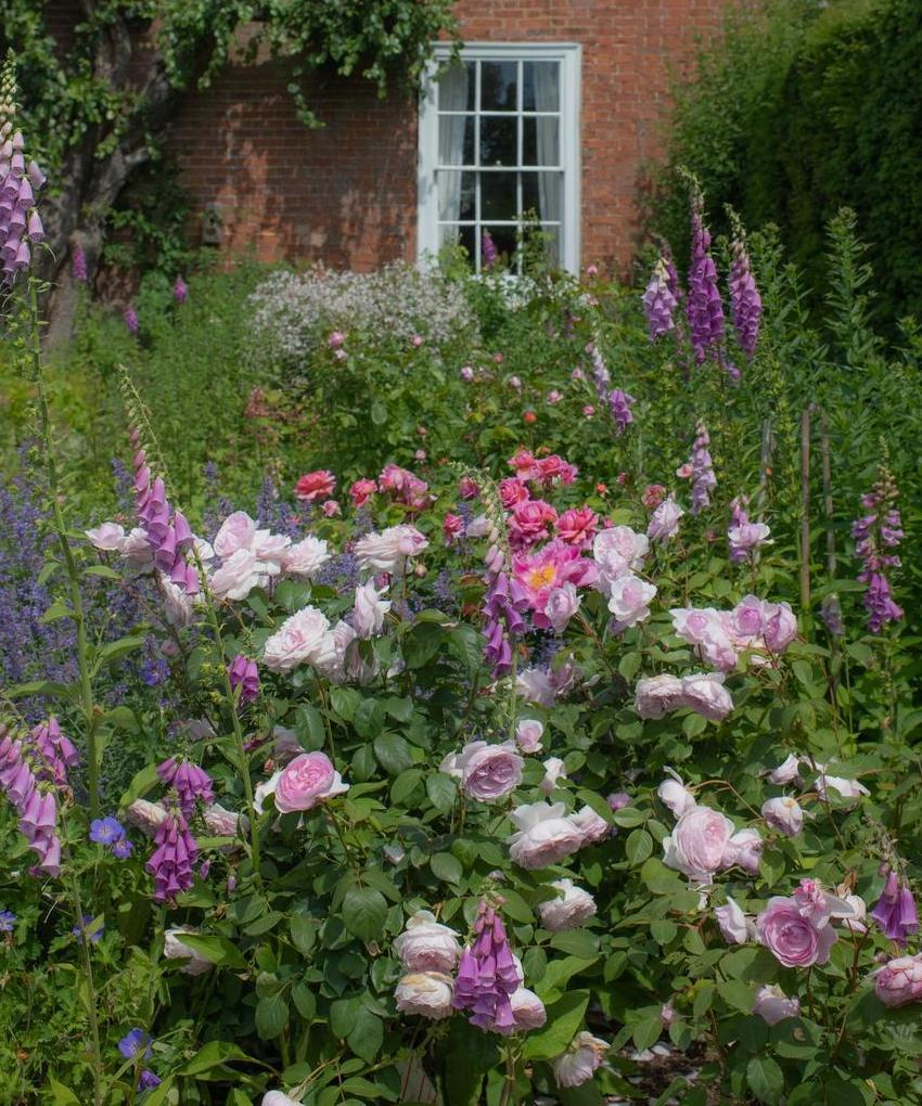 How to use Olivia Rose Austin® (Ausmixture) in different garden styles