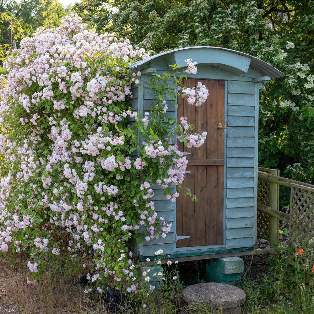Paul_s_Himalayan_Musk growing up a shed