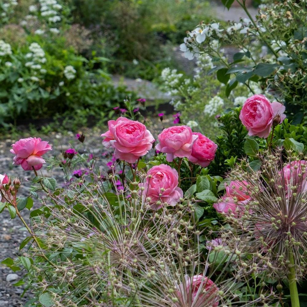 Penelope-lively pink rose bred by David Austin with companion plants