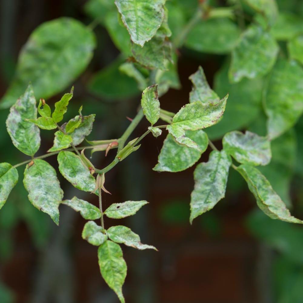 Powdery mildew on a rose leaf