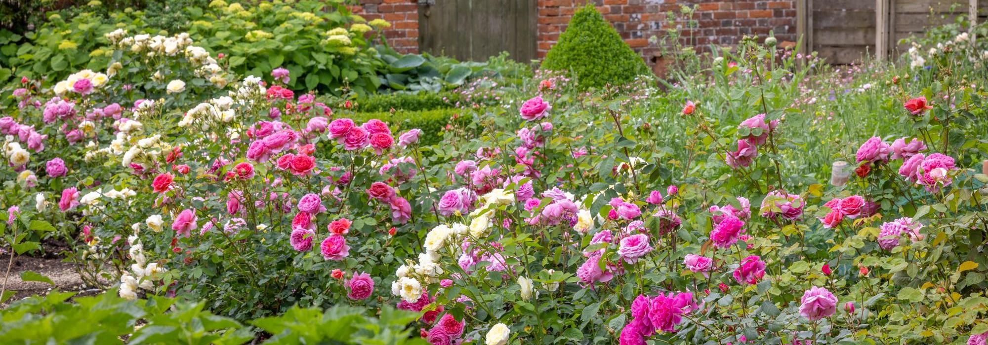 English roses in a mixed border