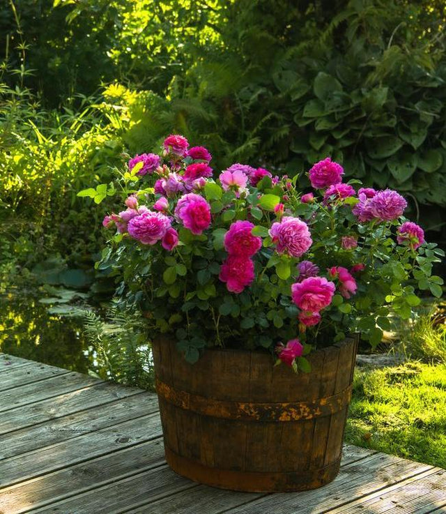 Rustic Potted Roses Roses for Pots and Small Spaces | David Austin