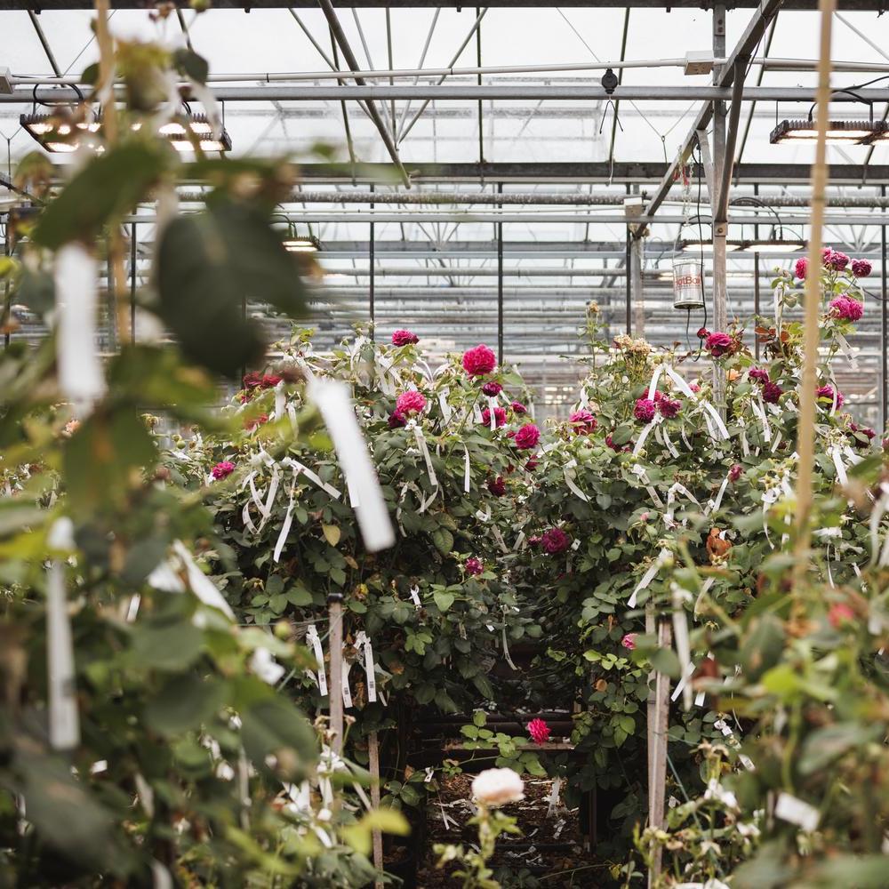 Image of roses in a greenhouse at David Austin roses