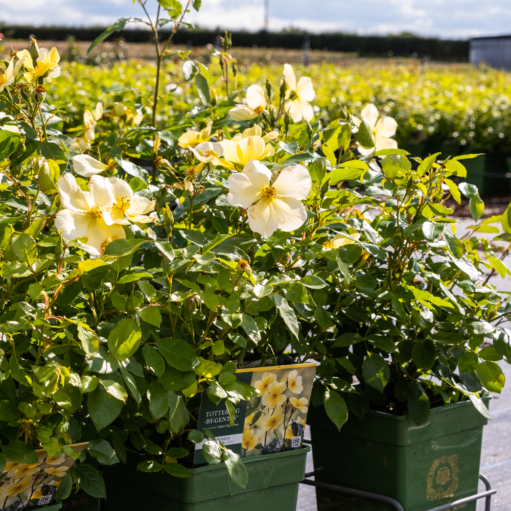 David Austin Roses Pot David Austin Roses - Bare root roses, Container roses, English Roses