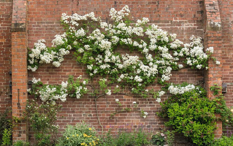 Training Rambler Roses A Guide to Training and Tying in Roses