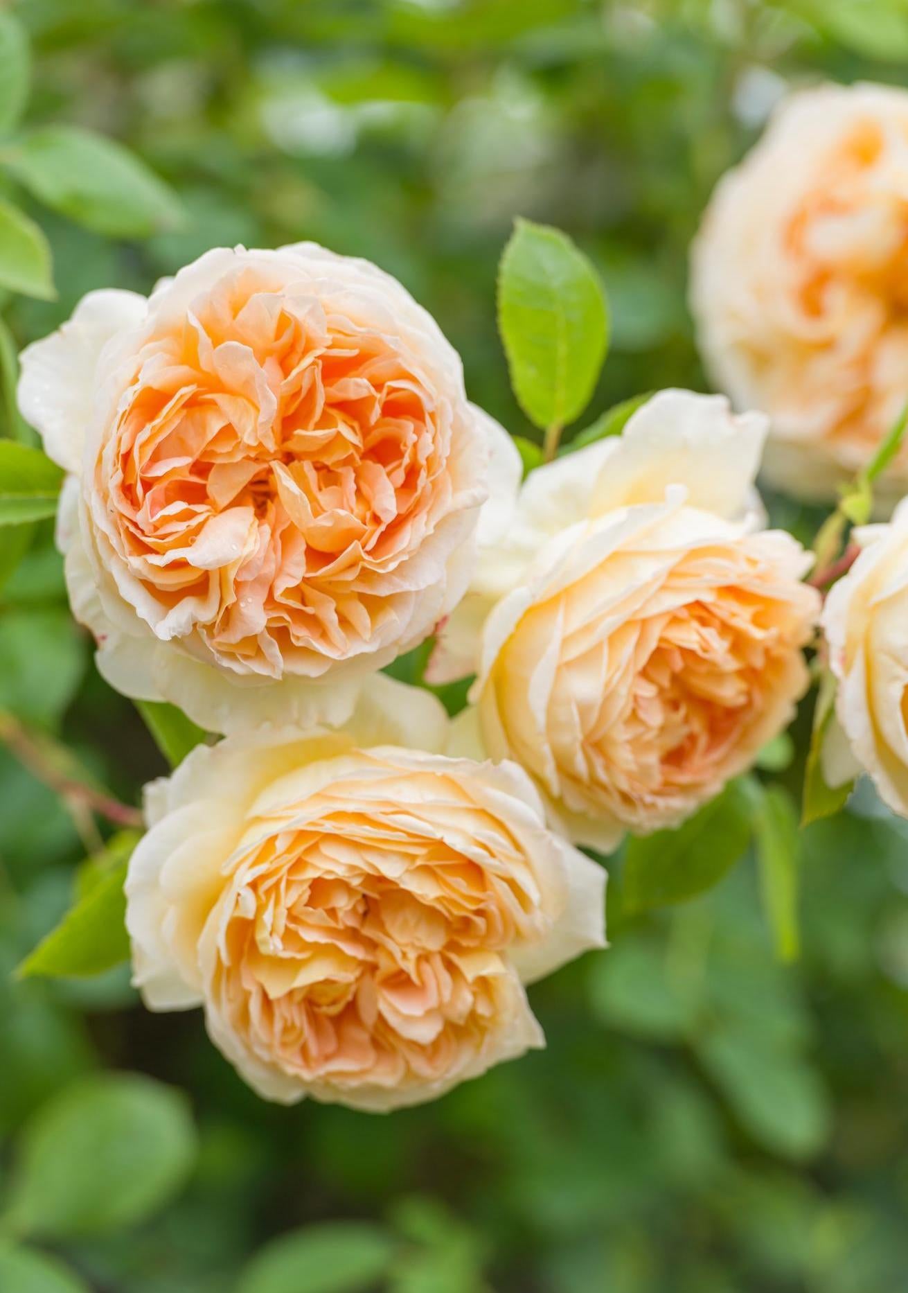 Bathsheba orange climbing rose bred by David Austin