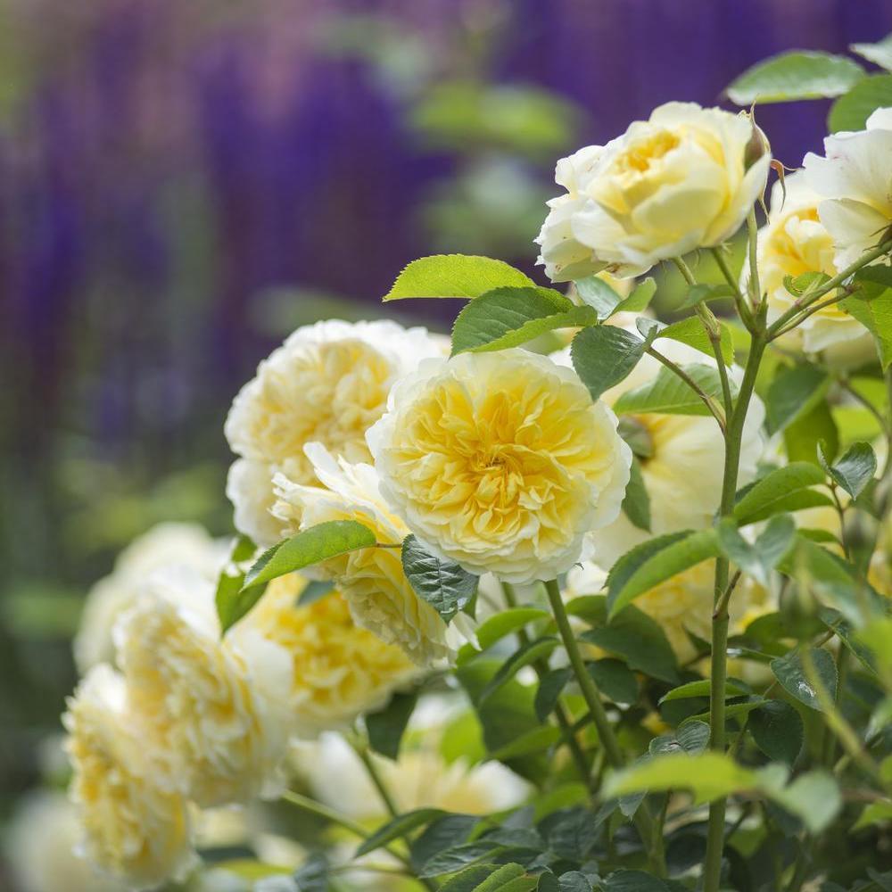 The_Pilgrim yellow climbing rose bred by David Austin
