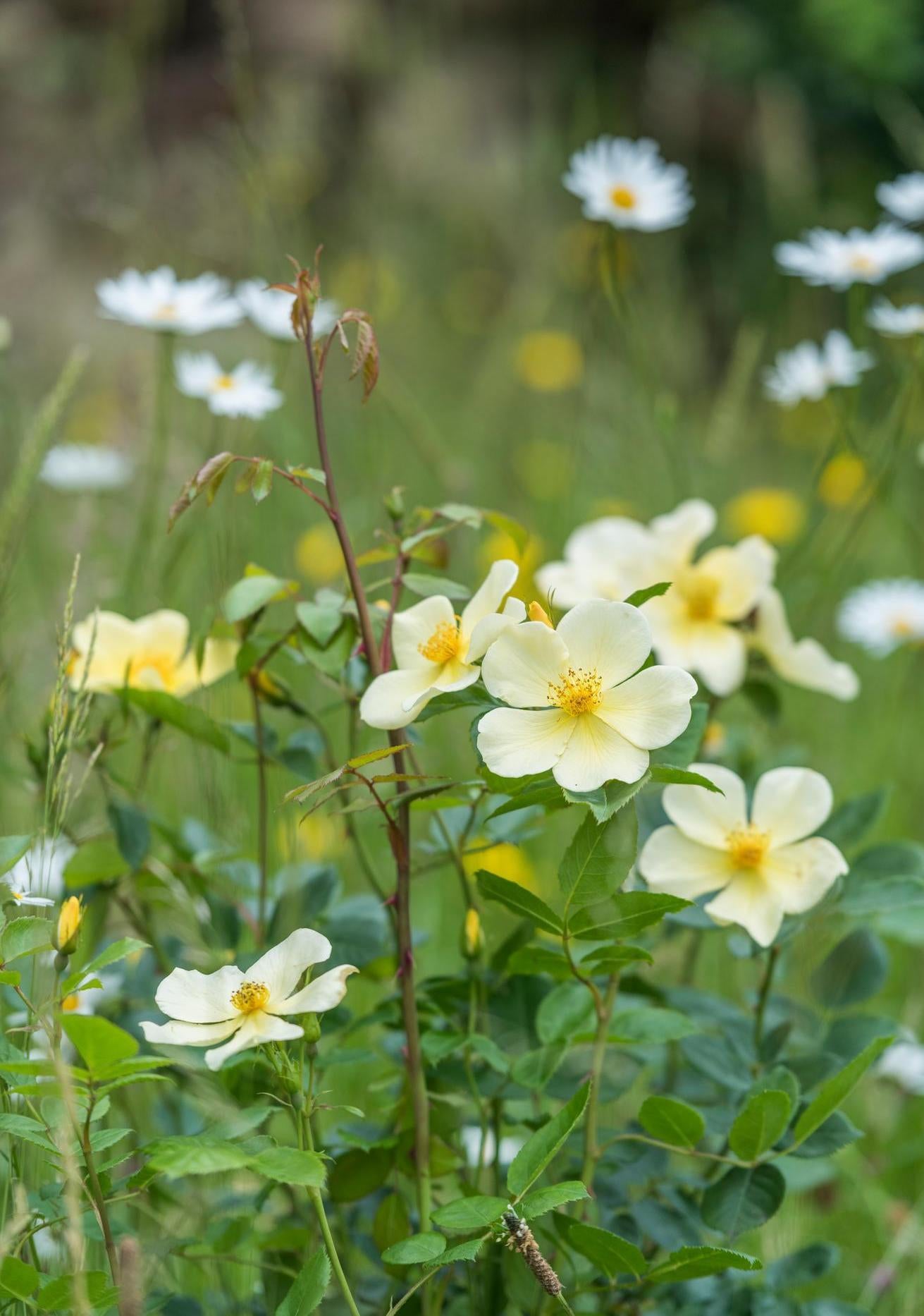 Tottering-by-Gently yellow rose bred by David Austin